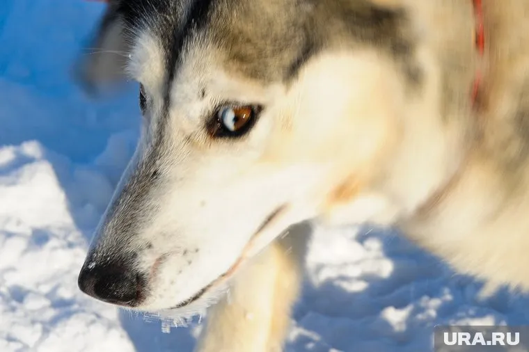 Пострадавшему от нападения собаки школьнику потребуется пластическая операция 