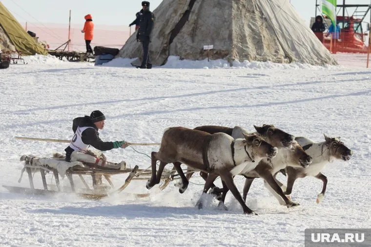Езда на оленьих упряжках - одно из традиционный развлечений Ямала