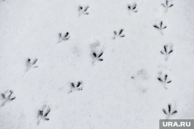 Дождь и снежные зерна ожидаются в Кургане и Шадринске