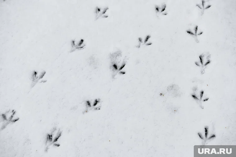 В Кургане будет 3 градуса тепла и снежные зерна