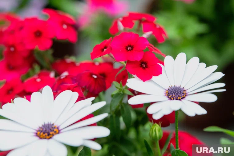 Посаженые осенью астры зацветут весной