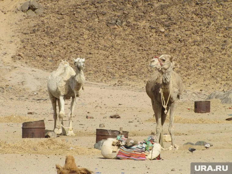 Авиасообщение с Египтом Россия может возобновить со второй половины мая