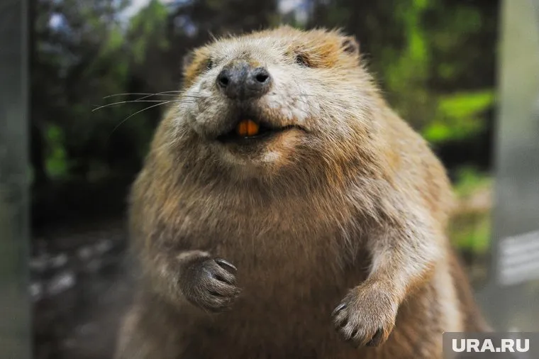 Оказывается, бобр — очень неглупый зверь