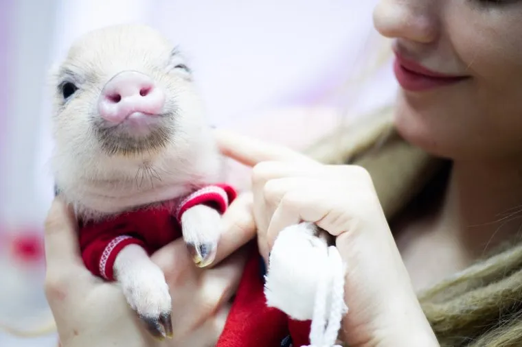 Мини-пиг Джузеппа готовится к новому году в салоне красоты «Артемон». Екатеринбург, мини пиг, домашний питомец, джузеппа