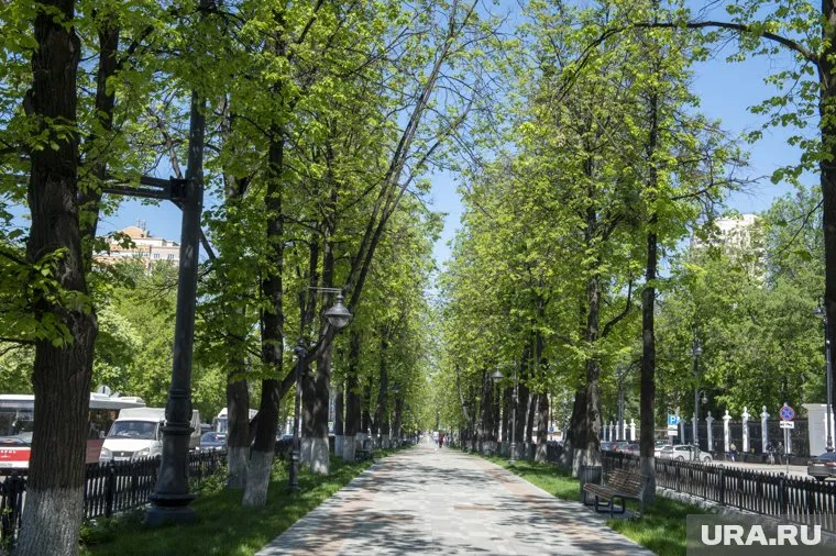 На Комсомольском проспекте снесут 26 лип