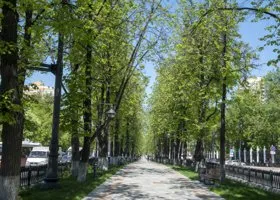 В Перми на центральной улице вырубят деревья