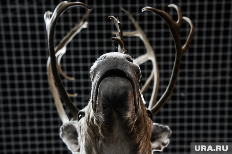 Власти ХМАО изменят подход к учету поголовья оленей