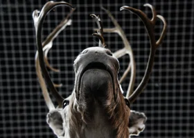 Власти ХМАО подключат оленей к GPS