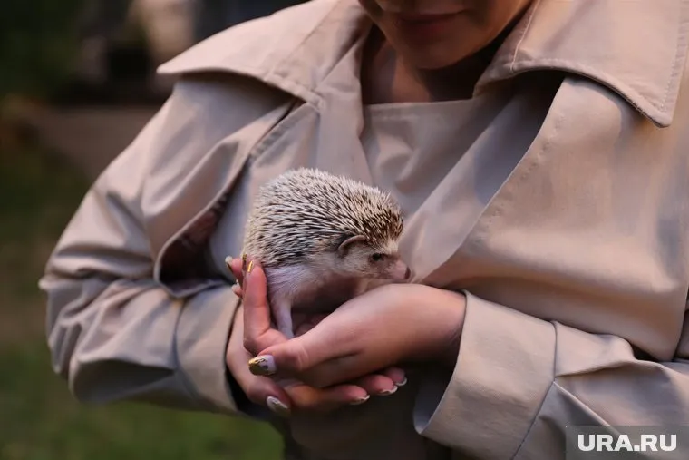 Ежиха уверена, что весна на Урал придет не скоро