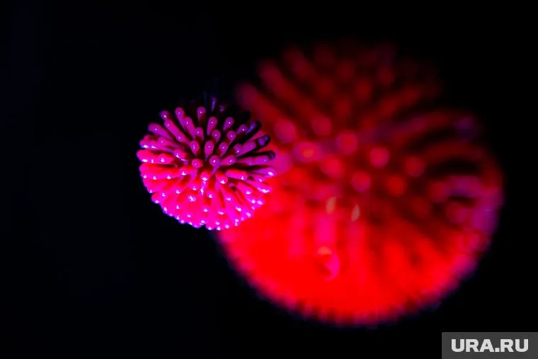 Мутация COVID-19 происходит в Сибири