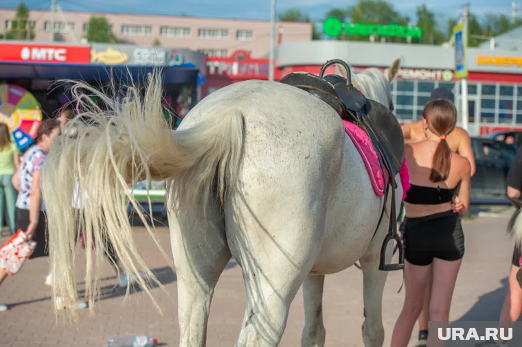 Пермяки не смогут прокатиться верхом на лошади на земельных участках, которыми владеет город