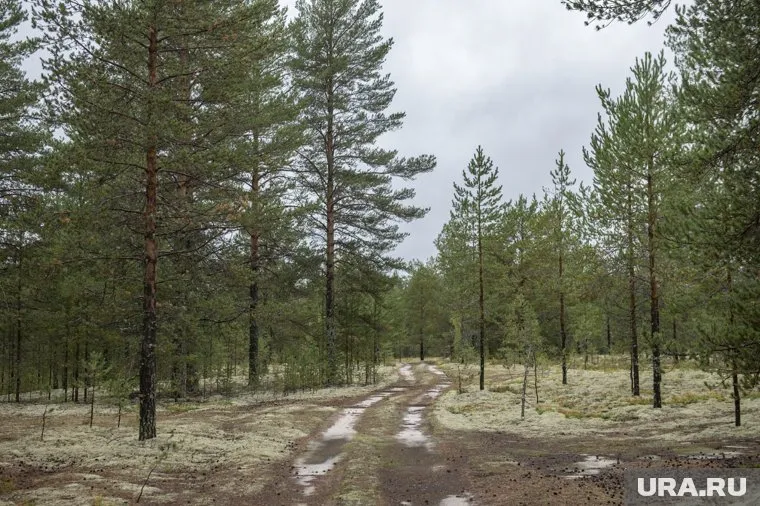 Нина Кугаевская ушла собирать грибы утром 10 сентября