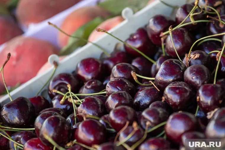 В Минсельхозе сообщили, что урожай черешни сохранится на уровне прошлого года 