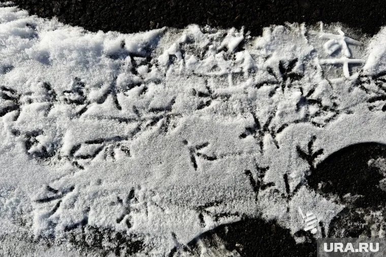 Арктические воробьи прилетели на Ямал (архивное фото)