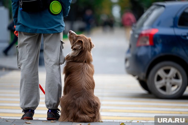 В Тюмени приостановили продажу токсичного ветпрепарата