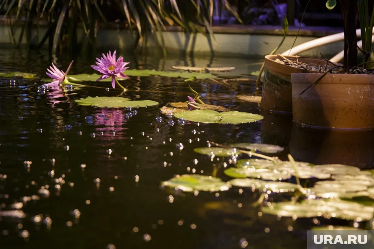 Из-за ухудшения микроклимата растения в оранжерее начали гибнуть (архивное фото)