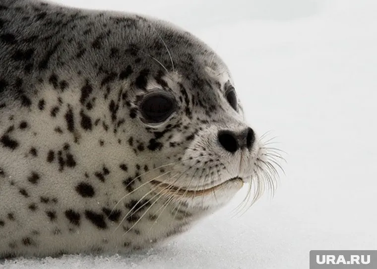 Маленький тюлененок выбрался на проезжую часть