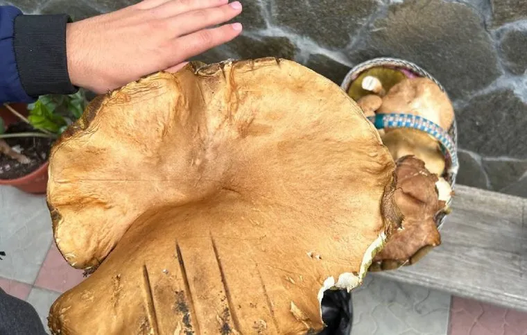 Гигантские грибы