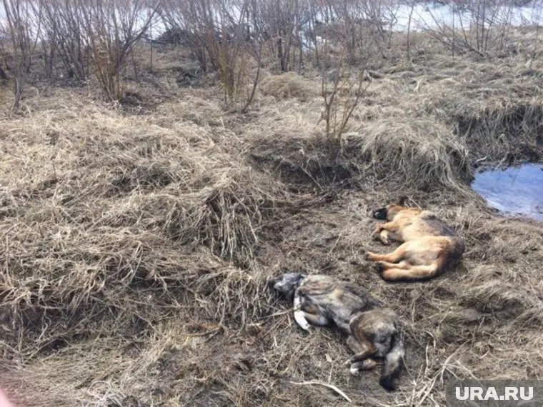 Тела убитых животных находят на пустырях