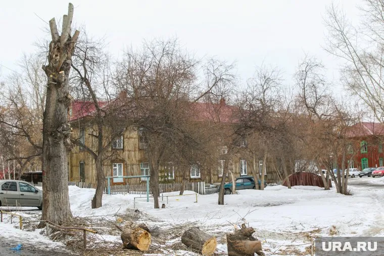 Неизвестный повесил овчарку на дереве возле военной части