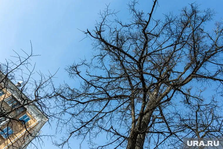 К вечеру столбики термометров могут подняться до +15°С
