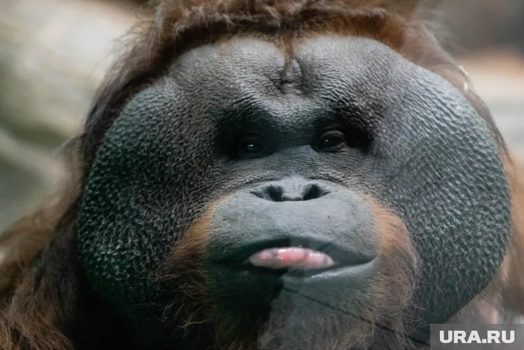 Больше всего на свете Захар любит кисель и общаться с гостями зоопарка