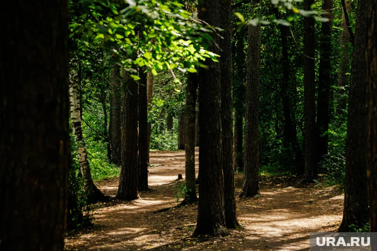 Шатыгин 28 августа 2019 года вместе с четырьмя приятелями отправился за ягодами в лес