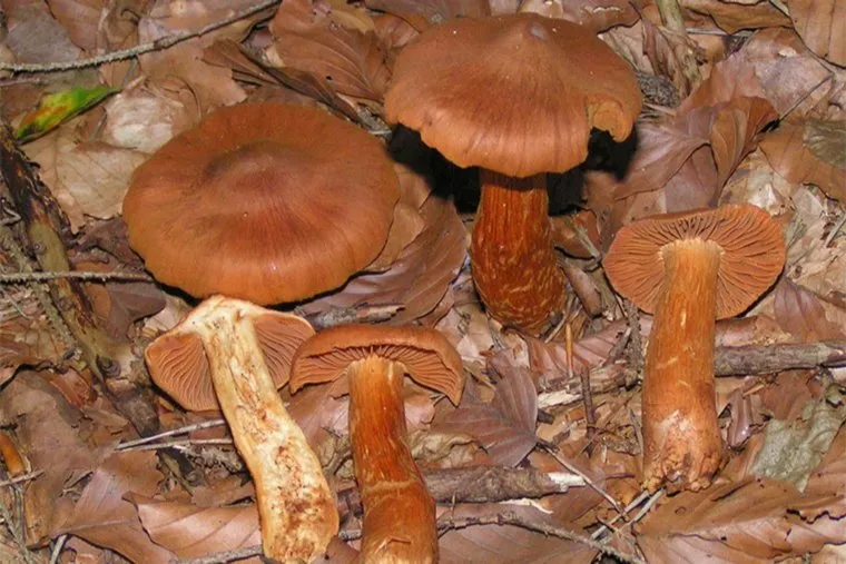 Паутинник красивейший. Stock