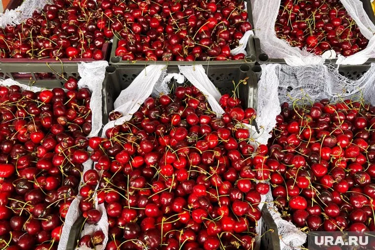 Помимо черешни, в Тюмени заметно подешевели огурцы, картофель, нектарины
