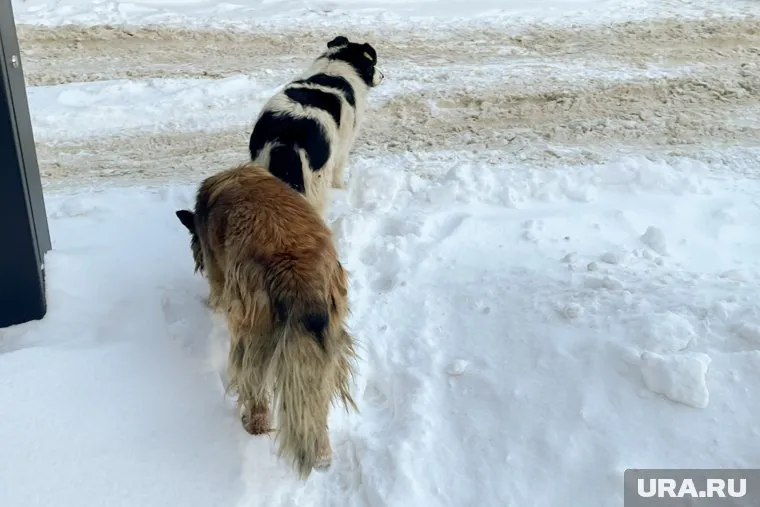Две собаки погибли, одна находится в клинике