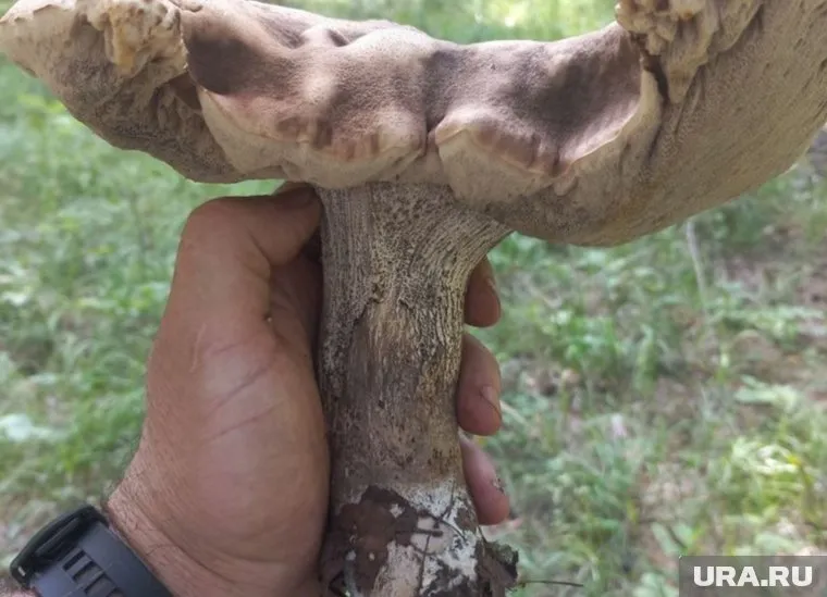 Вес гриба составил более одного килограмма