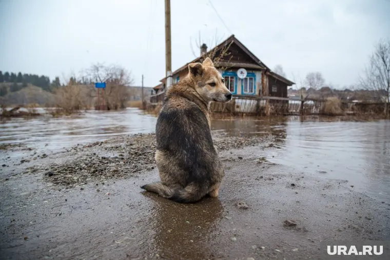 Около 100 животных в день спасают волонтеры в Оренбургской области (архивное фото)
