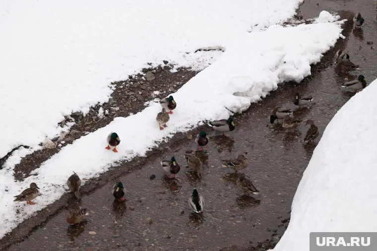 Тепло простоит на Урале неделю