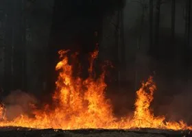 Адвокат раскрыл, что может стать неявной причиной лесных пожаров