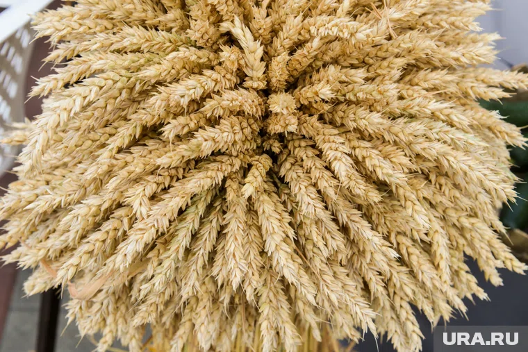 Регион стал лидером по сбору зерновых культур