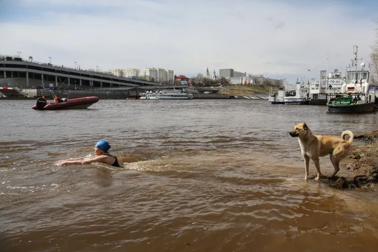 Заплыв моржей, посвященный Дню победы, Тюмень, река, Тура, собака, купание, вода, моржи