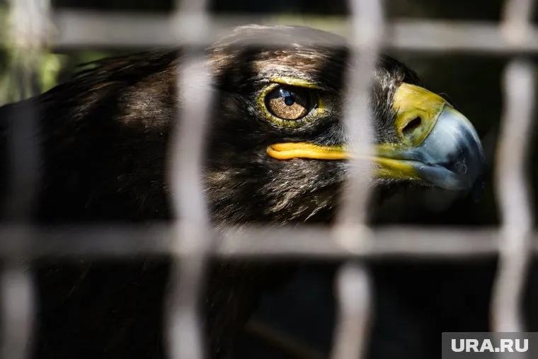 Орлица долгое время не появлялась в сети и ее GPS-трекер сотнями копил платные СМС