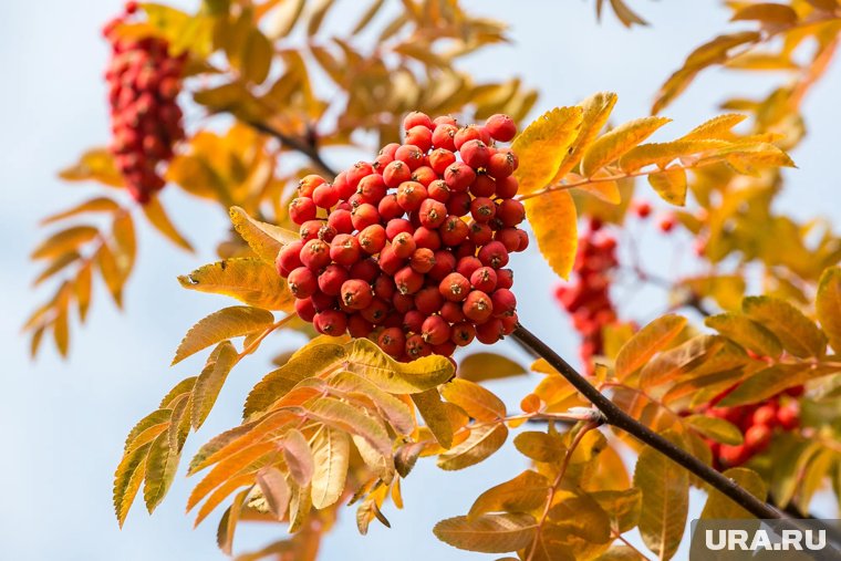 Какой будет зима 2025-2026: приметы опытного садовода