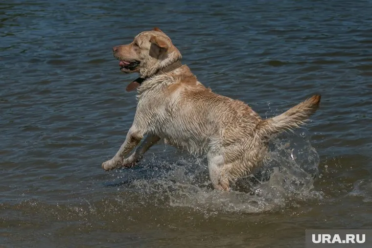 Паблики опубликовали фейковые фото животных (архивный снимок)