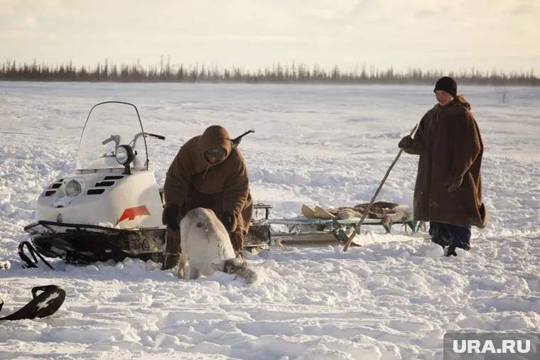 Споры о земле между оленеводами и вахтовиками возникают нередко