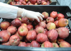 Челябинские садоводы создали в Екатеринбурге верблюда из яблок