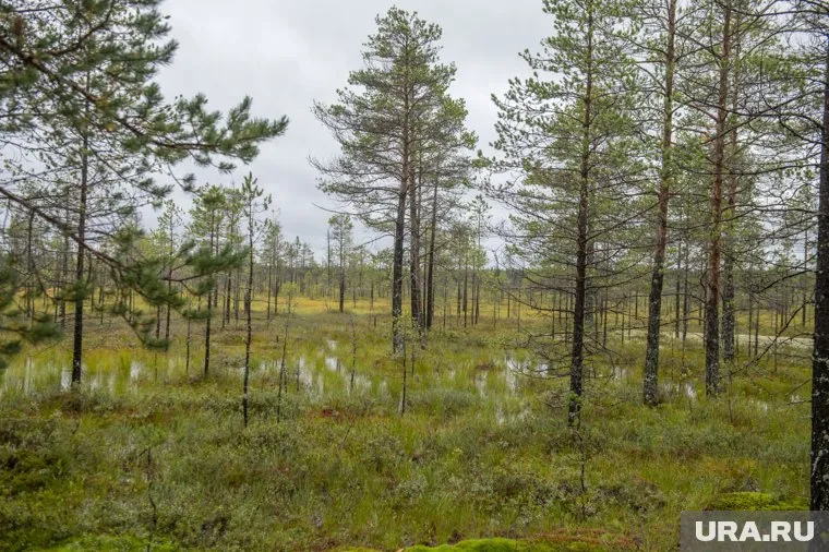 Грибная пора. Чердыньский район