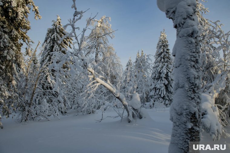 «Они думали про развод»: новые версии пропажи семьи Усольцевых