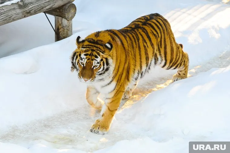 Путин живет в Миннесотском зоопарке уже несколько лет