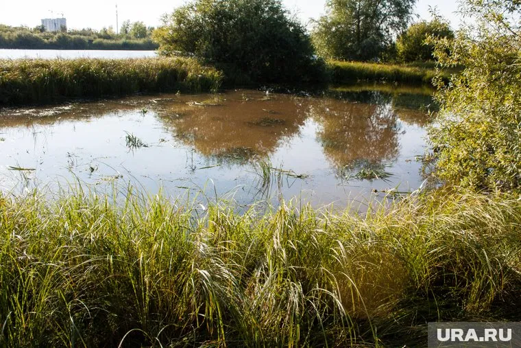 Останки 9-летнего ребенка нашли на берегу озера в Тюмени