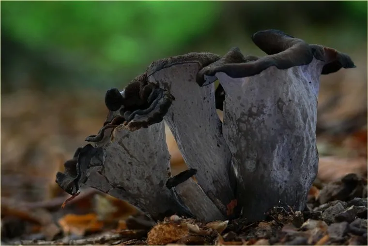 Черные лисички (Вороночник рожковидный). Stock