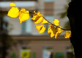 Синоптики рассказали, какая погода ждет челябинцев на осенних каникулах