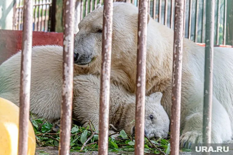 Теперь в их распоряжении имеются четыре просторных вольера с круглогодичным подогревом воды в бассейнах
