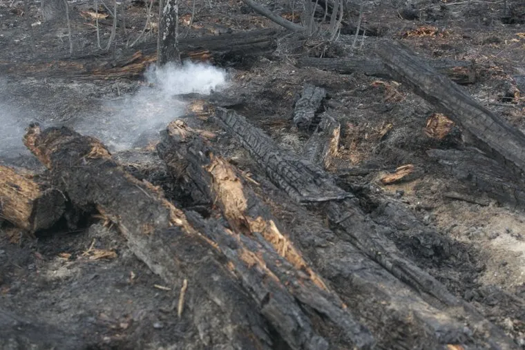 Последствия лесного пожара у поселка Богандинский. Тюмень