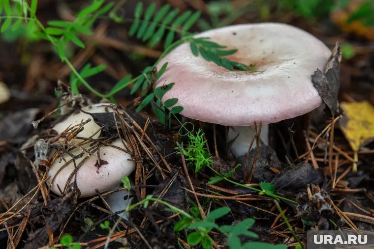 Курганский грибник нашел оружие в лесу